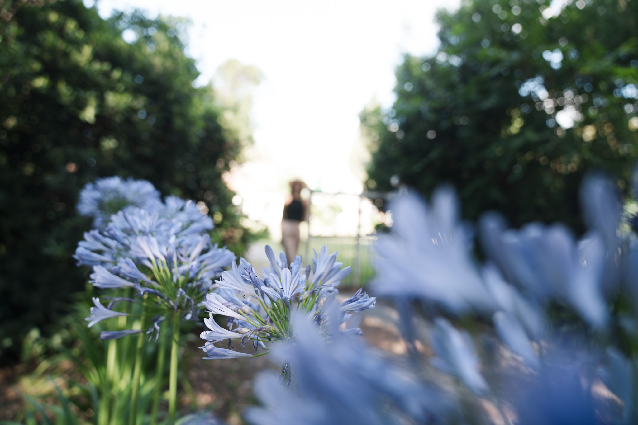Agapantos en flor — jardín de La Casona