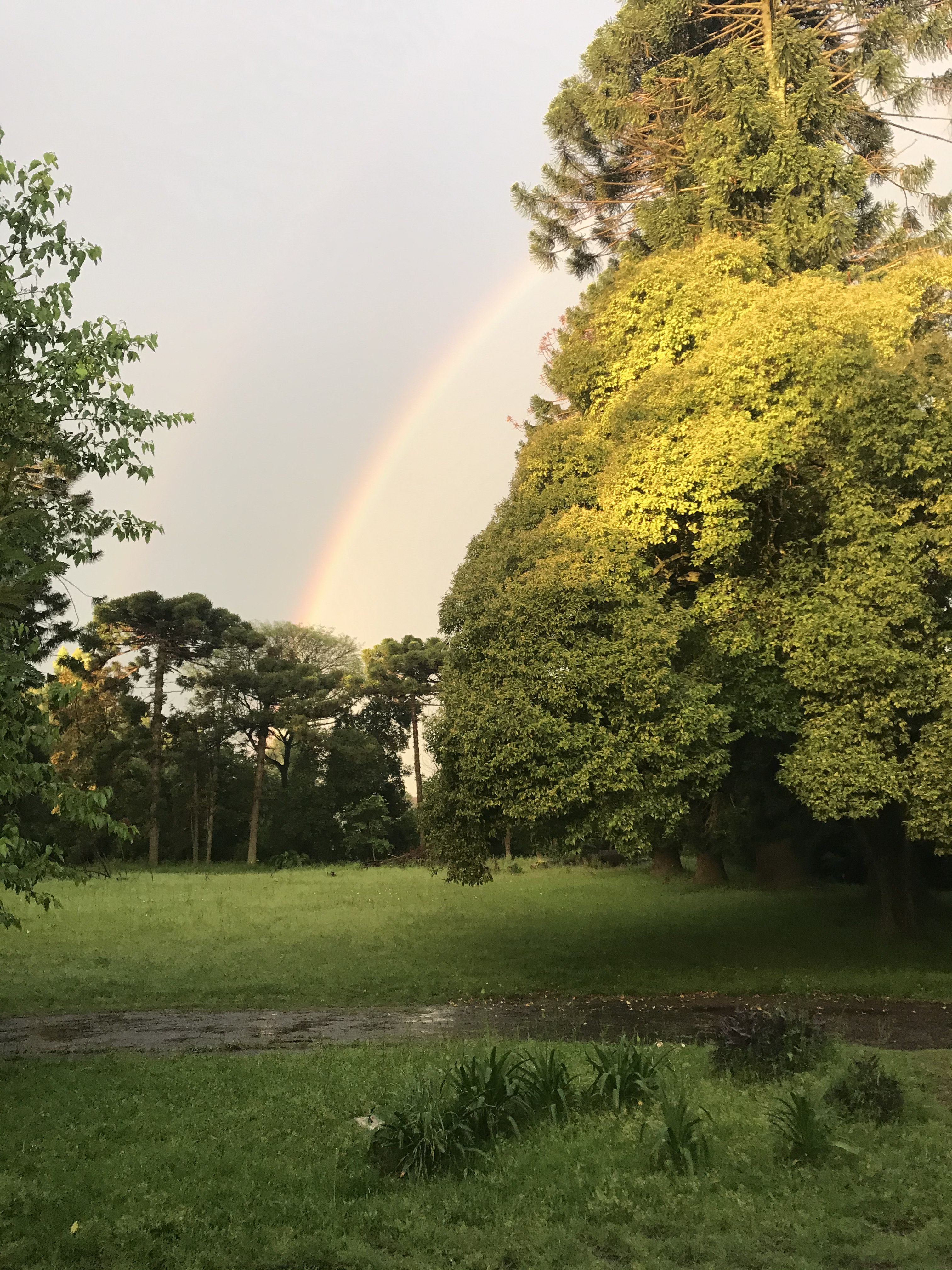 Jardín — vista verde