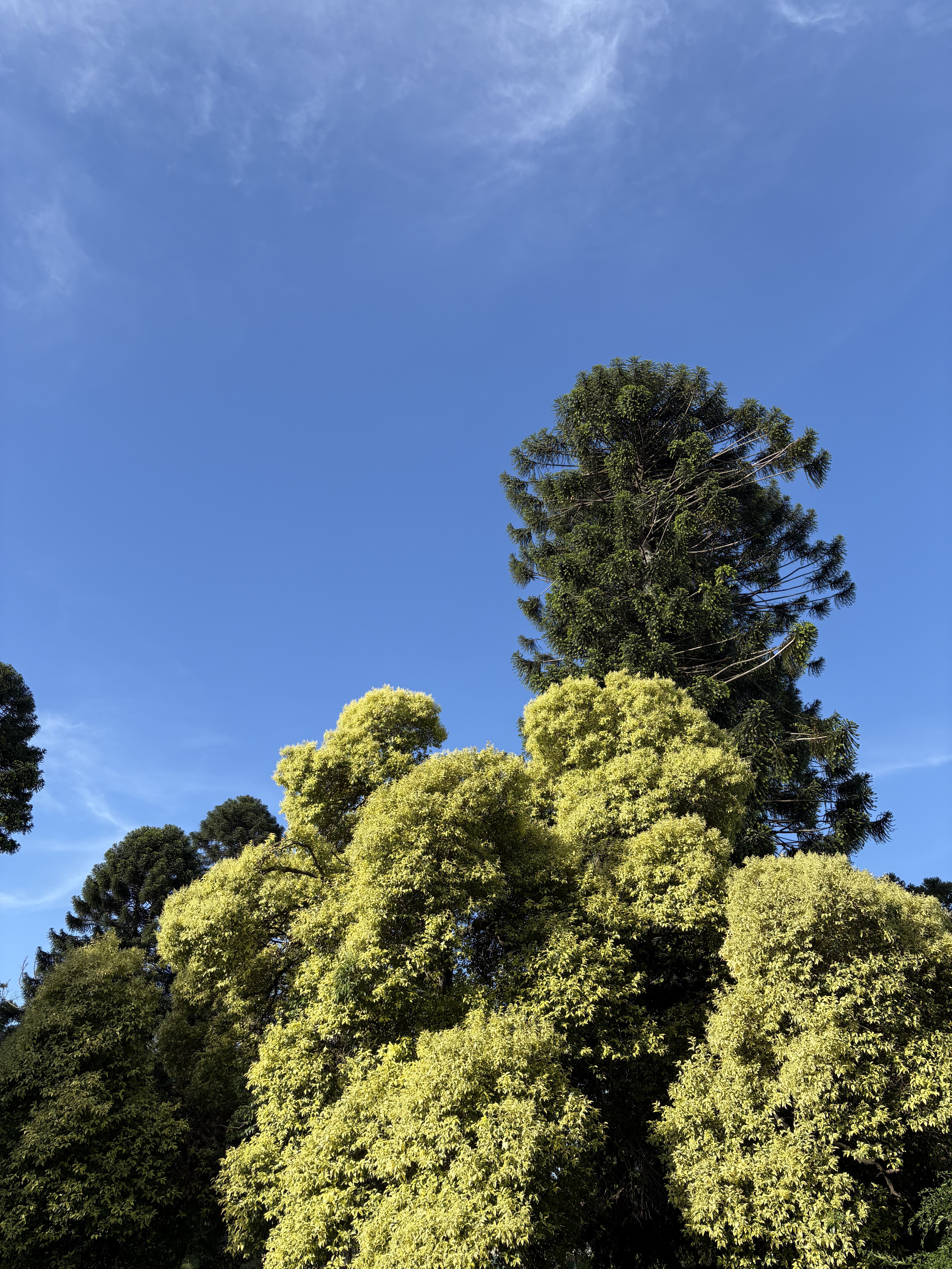 Jardín — detalle natural