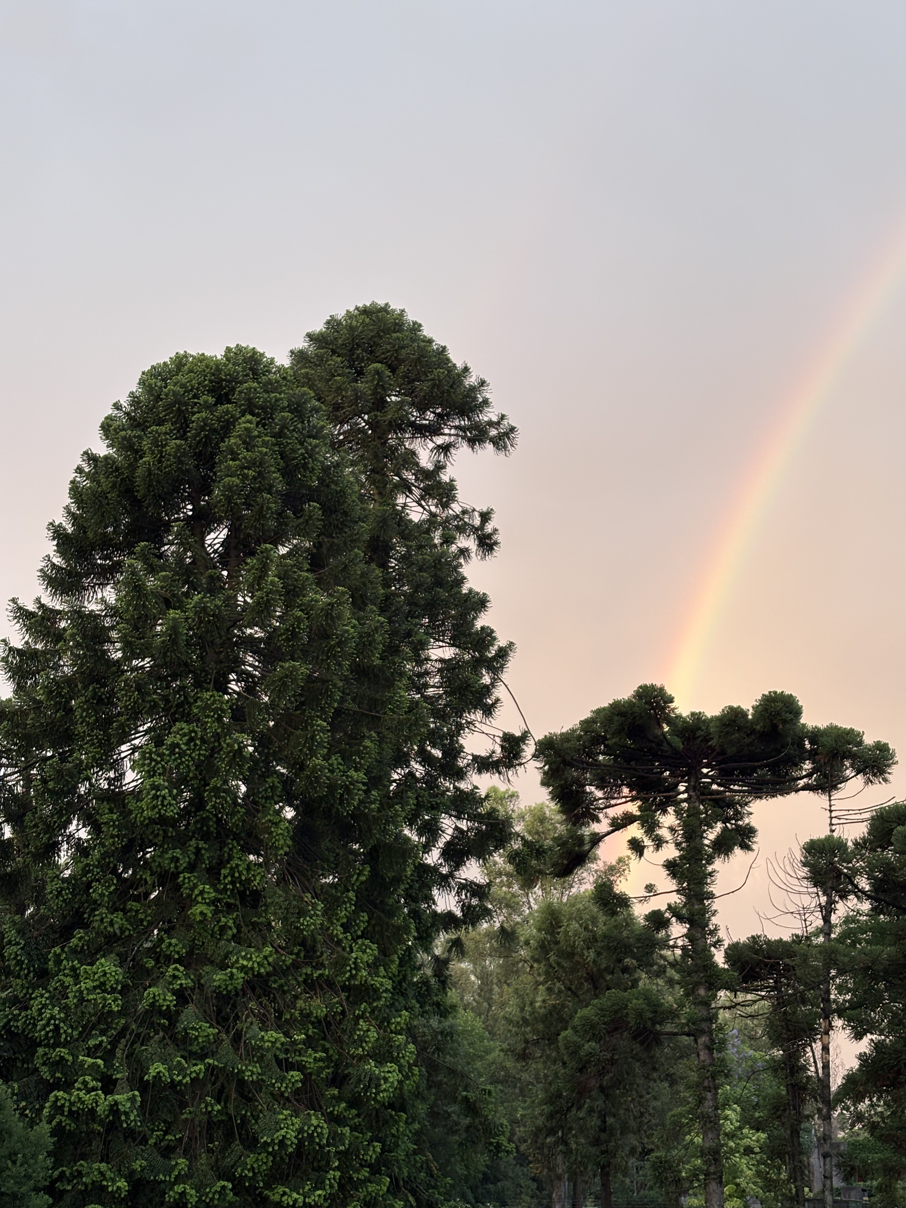 Jardín — rincón verde